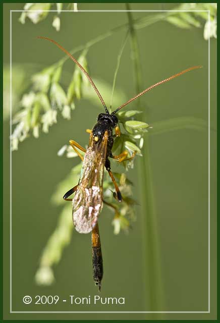 Imenottero siciliano: Ichneumonidae sf. Anomaloninae